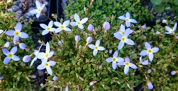 Houstonia michauxii - 8cm pot 